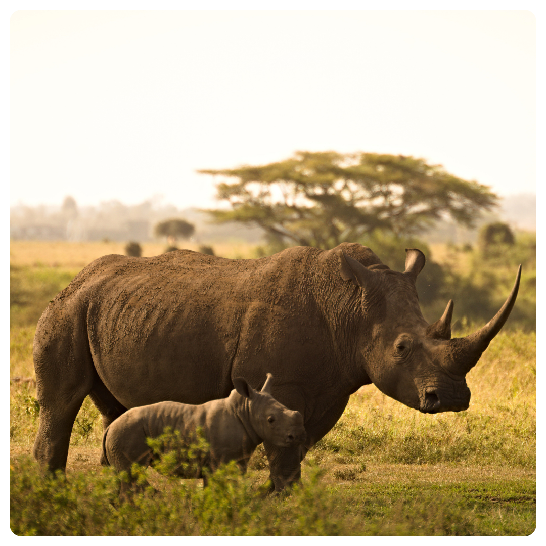 A baby and mother rhino standing together